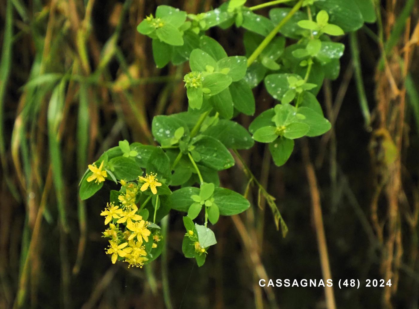 St. John's Wort, Square-stemmed plant